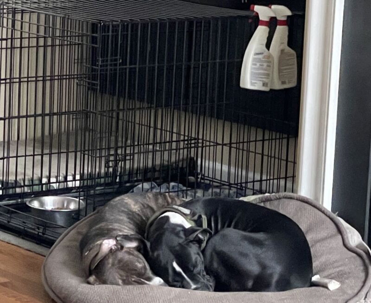 Two dogs curled up asleep together