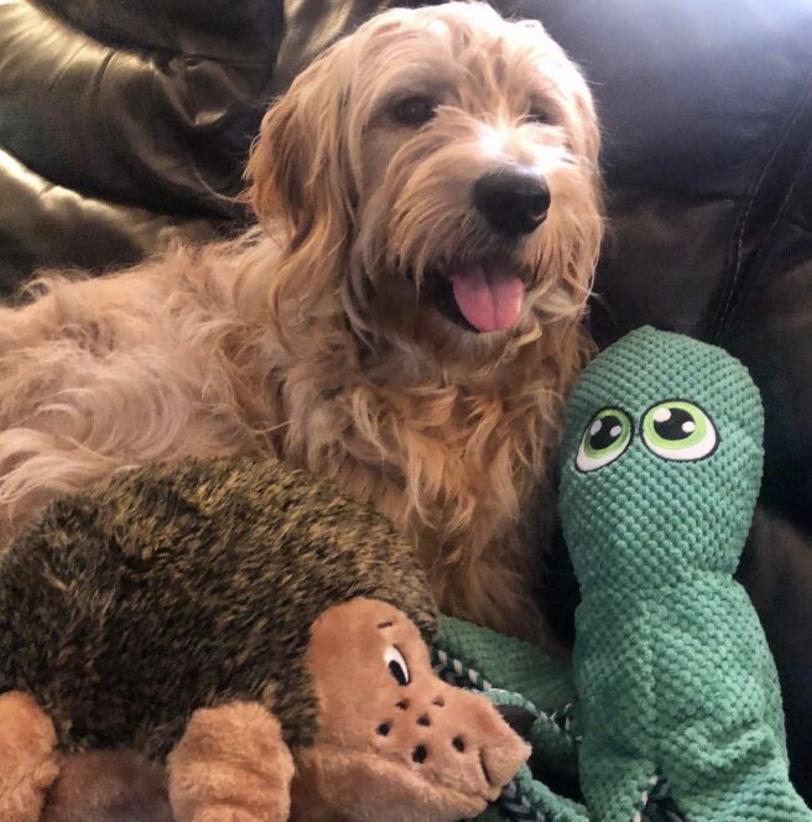 One of Melanie Sage's dogs holding a soft toy