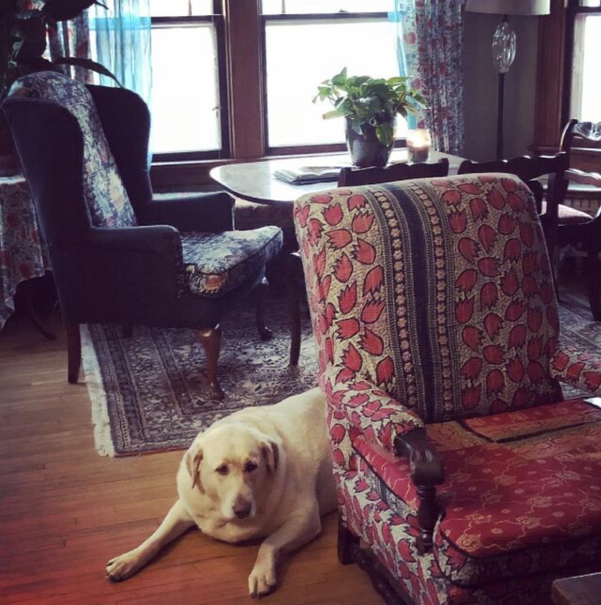 One of Melanie Sage's dogs resting in an armchair